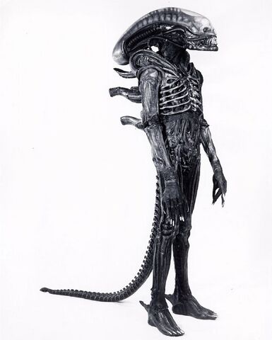 File:Universalbeauty.jpg