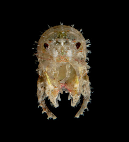 File:Ossian larva.jpg