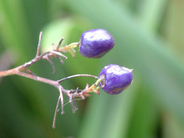 File:大大.png