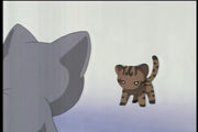 Maya Versus Kamineko