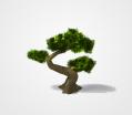 Bonsai Tree