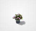 Pink Flowers