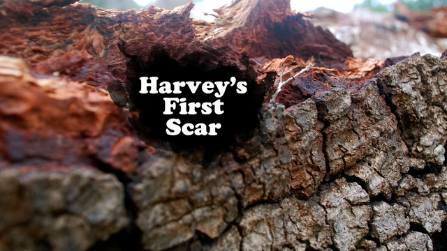 File:Harvey's First Scar.png