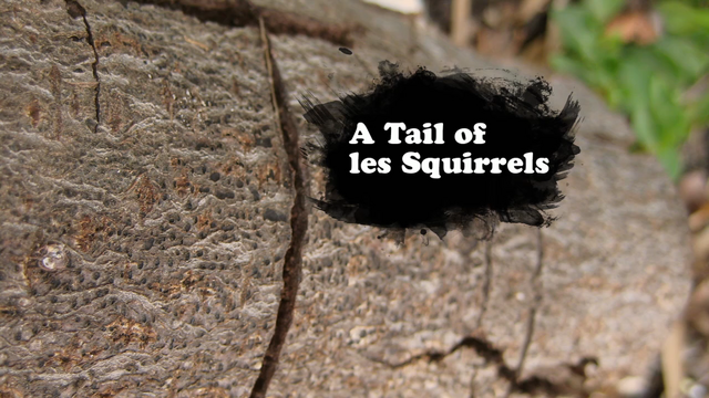 File:A Tail of Les Squirrels.png