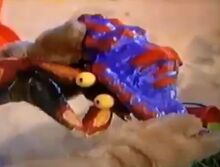 Amy holding a Crab