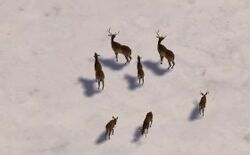 Venison.jpg