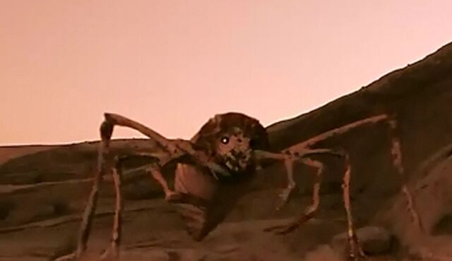 File:Spiderling.jpg