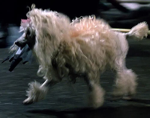 File:The Poodle.jpg