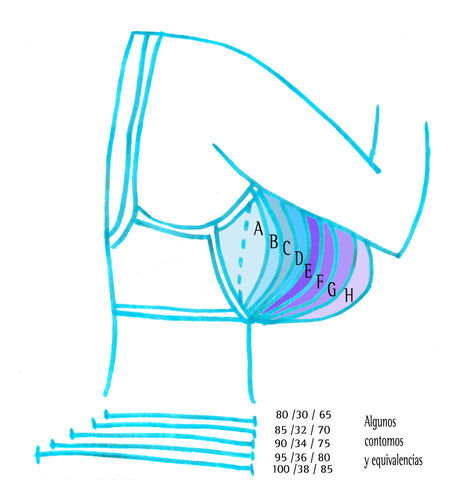 File:Tallas-y-copas-de-sujetador.jpg