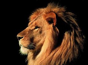 Lion 4