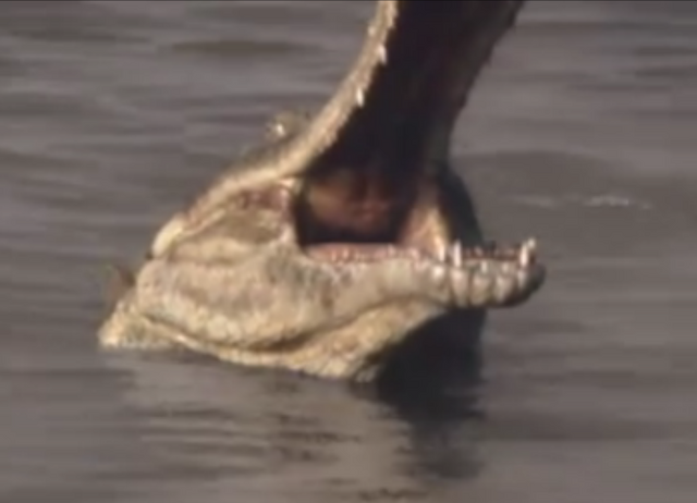 File:Sarchosuchus.png