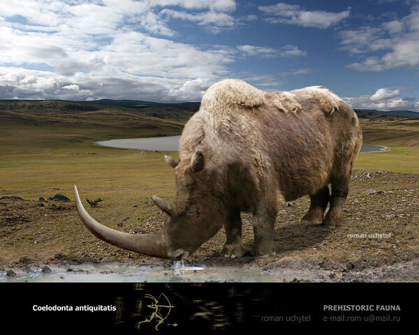 File:Woolly Rhinoceras.jpg