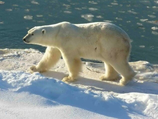 File:792px-Polar Bear 2004-11-15.jpg