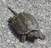 Snapping turtle1