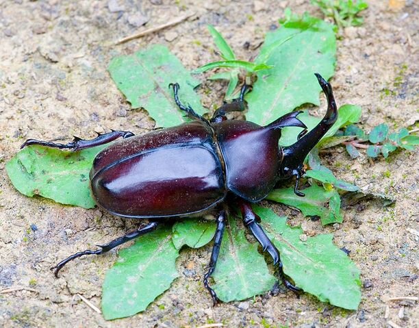 File:Rhinoceros-beetle.jpg