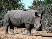 Rhino