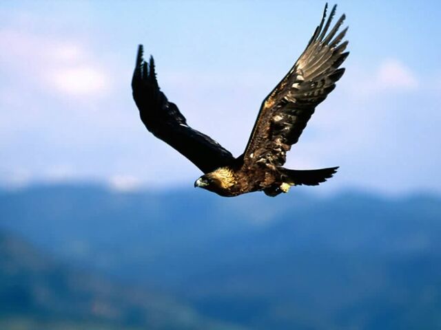 File:Golden Eagle-Soaring High-1024x768-bandwidth-thief.jpg