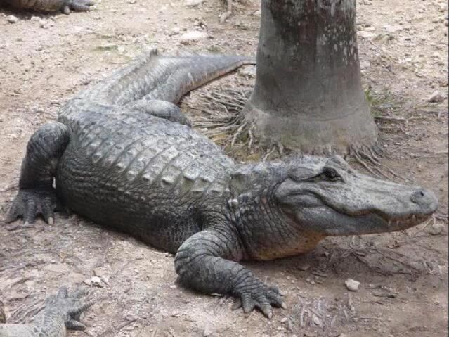 File:Alligator.jpg