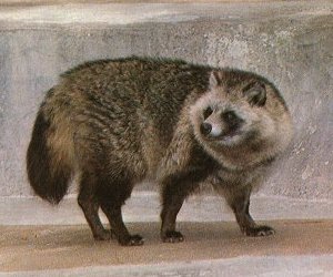 File:Raccoondog.jpg