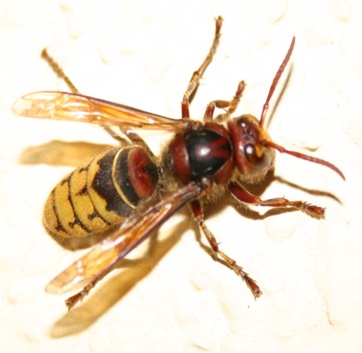File:Hornet.jpg