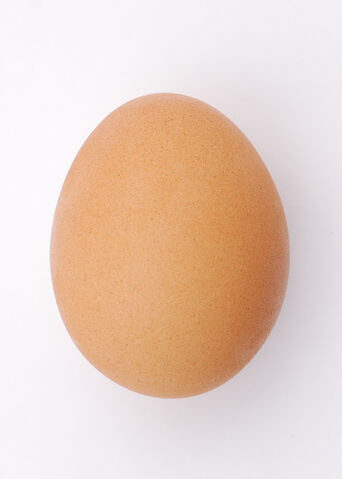 File:Chicken egg 2009-06-04.jpg