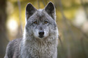 Charlotte wolf