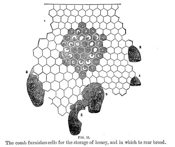 Fișier:Wax-cells.jpg