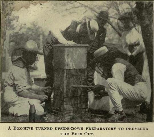 Fișier:Box-hive.jpg