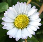 Fișier:150px-Floare.jpg