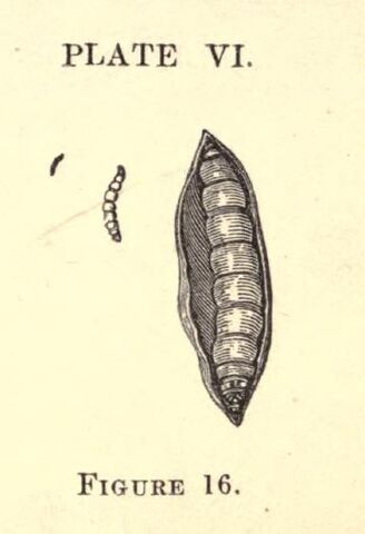 Fișier:Harbison6.jpg