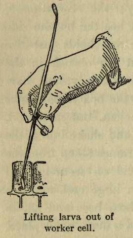 Fișier:Lifting larva.jpg