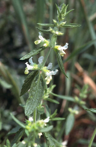 Fișier:Stachys annua.jpg