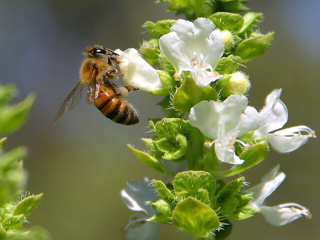 File:Bee pd4.jpg