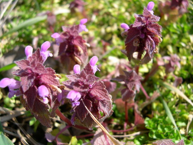 Fișier:Lamium purpureum.jpg