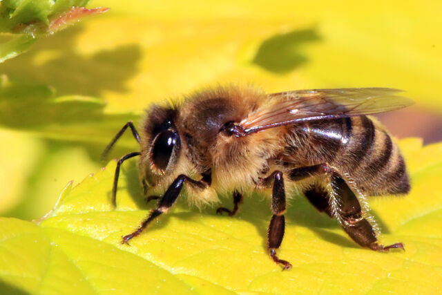 File:Honey bee (Apis mellifera).jpg