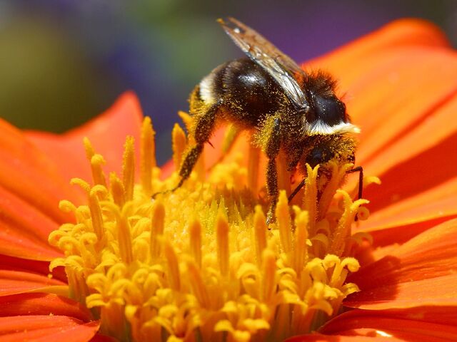 File:Bee pd1.jpg