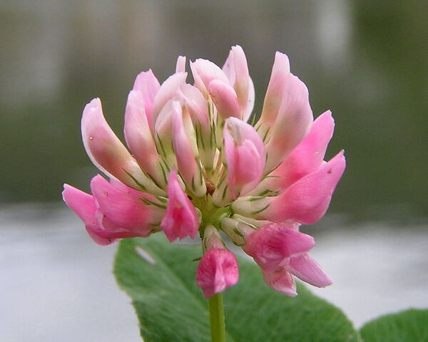 Fișier:Trifolium hybridum.jpg
