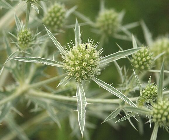 Fișier:Eryngium campestre.jpg