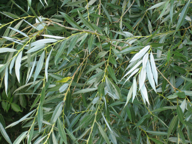 Fișier:Salix alba leaves.jpg