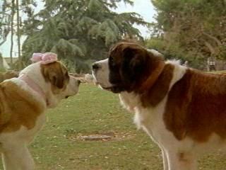 What Was The Real Name Of The Dog Bethoven What Was The Real Name Of The Dog Bethoven