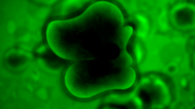 File:PP (408).png