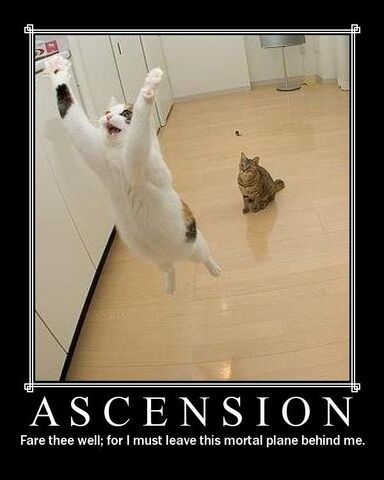 File:Funny cat pictures 115.jpg