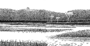 Mist Valley