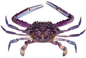 9408blue-crab