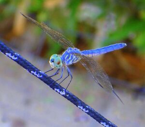 Glacial dragonfly beast