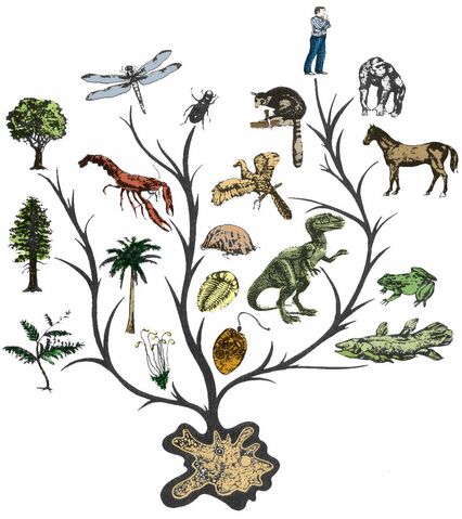 File:Evolution.jpg