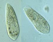Paramecium3.jpg