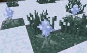 Icyiris
