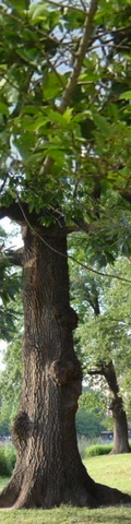 File:TA Tree.png