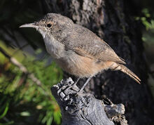 2008-canyon-wren